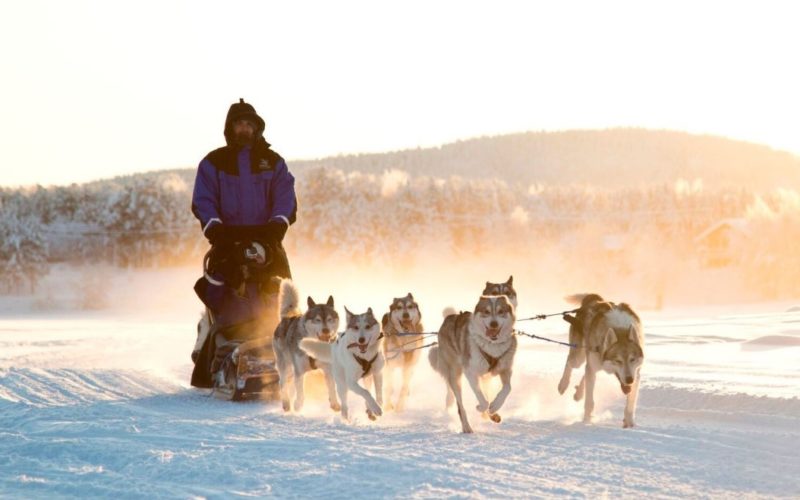 finland lapland husky ride 800x500 c